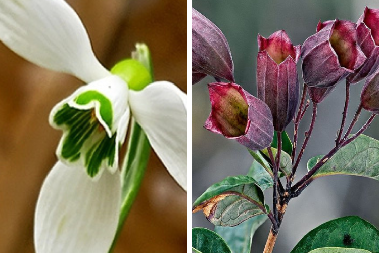 flores ⦁ Estos mapas ayudan a gobiernos y comunidades a planificar medidas de conservación, restauración de ecosistemas y desarrollo sostenible. (Imagenes: Pinterest)