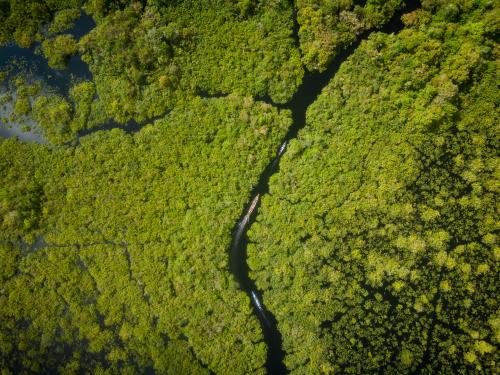 Amazonas / Pexels Amazonas / Pexels