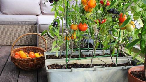 huerta organica huerta organica