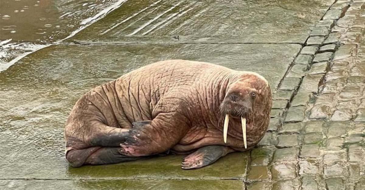 thor la morsa thor la morsa