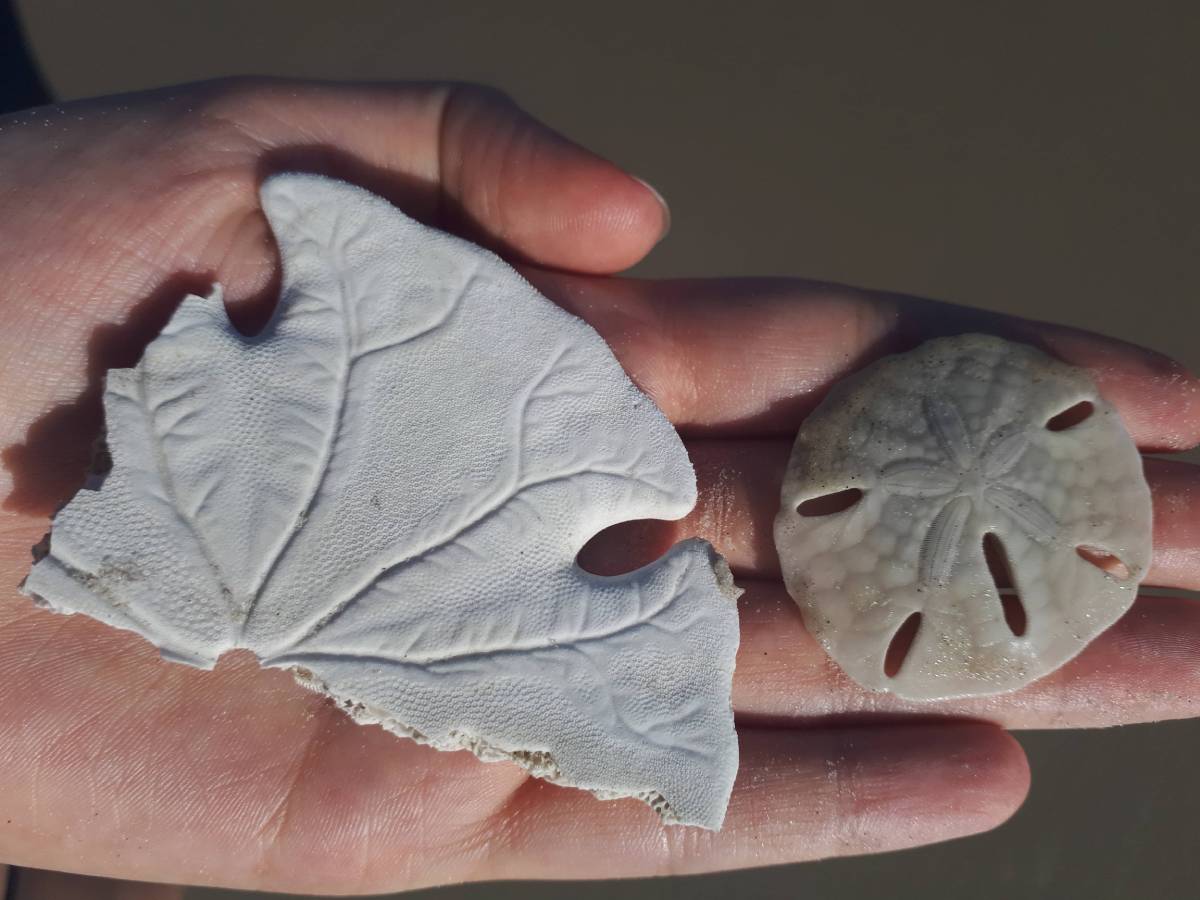 Foto dolar 2 Foto dolar 2