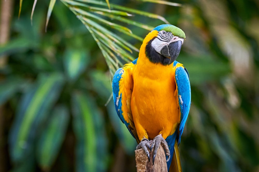 guacamayo azul