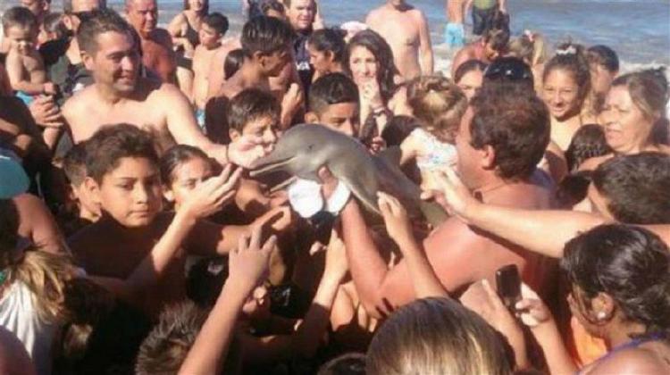Turistas y Delfin Franciscana Turistas asesian al Delfin Franciscana