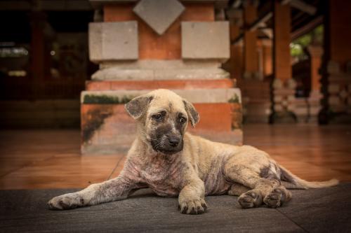 Demodexia canina: qué es y cómo se cura la sarna demodecica