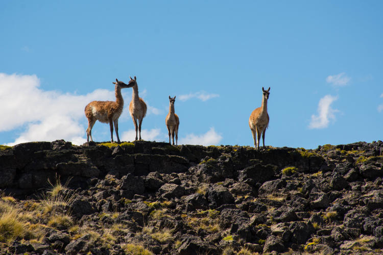 Guanacos en el Parque Patagonia Argentina 03 © Franco Bucci Rewilding Argetina Guanacos en el Parque Patagonia Argentina 03 © Franco Bucci Rewilding Argetina