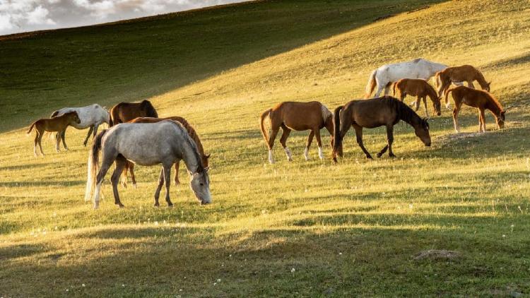 kyrgyzstan_horses 1024x576
