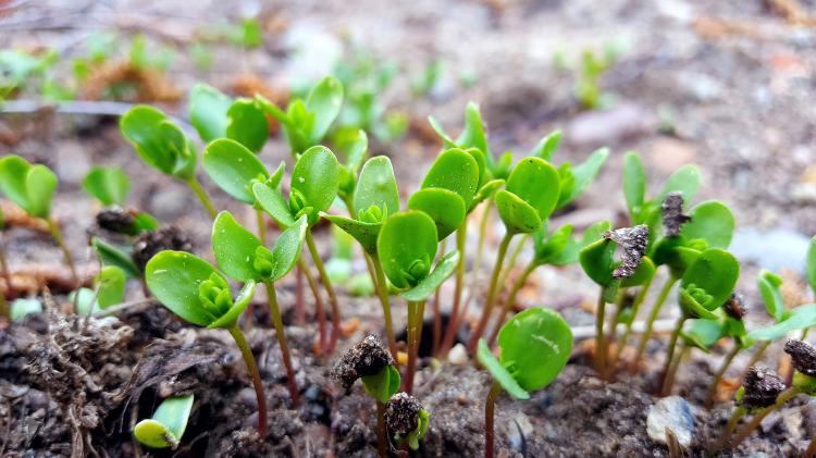 Humus para el suelo: ¿Qué es y cómo prepararlo?