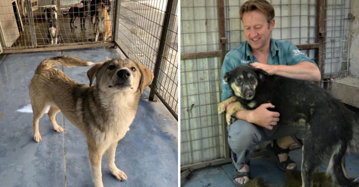 animales afganistan rescate animales afganistan rescate