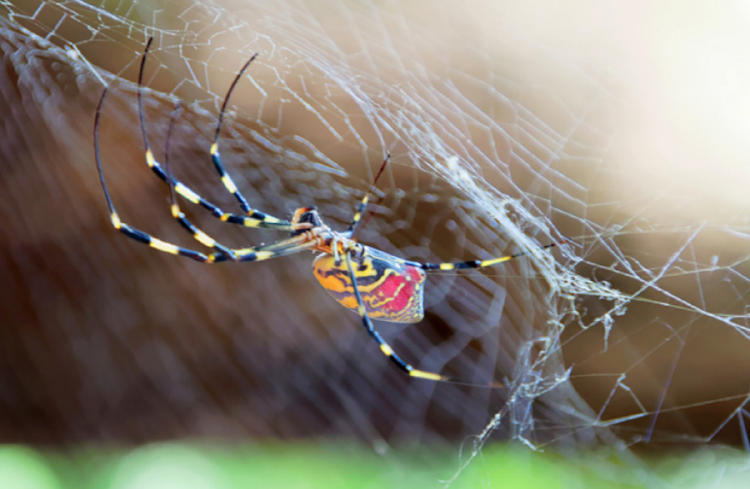 araña joro