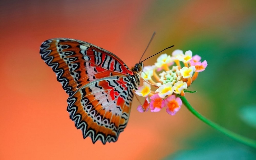 15_mariposas_unicas_y_hermosas