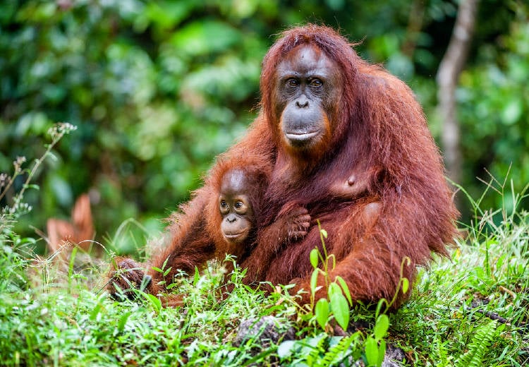 Orangután en Borneo