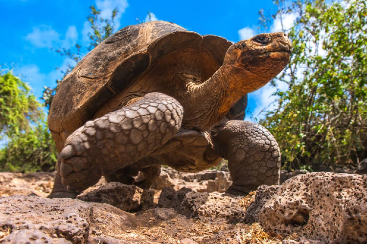 galápagos tortuga