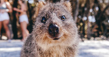 curiosidades quokka animal feliz mundo