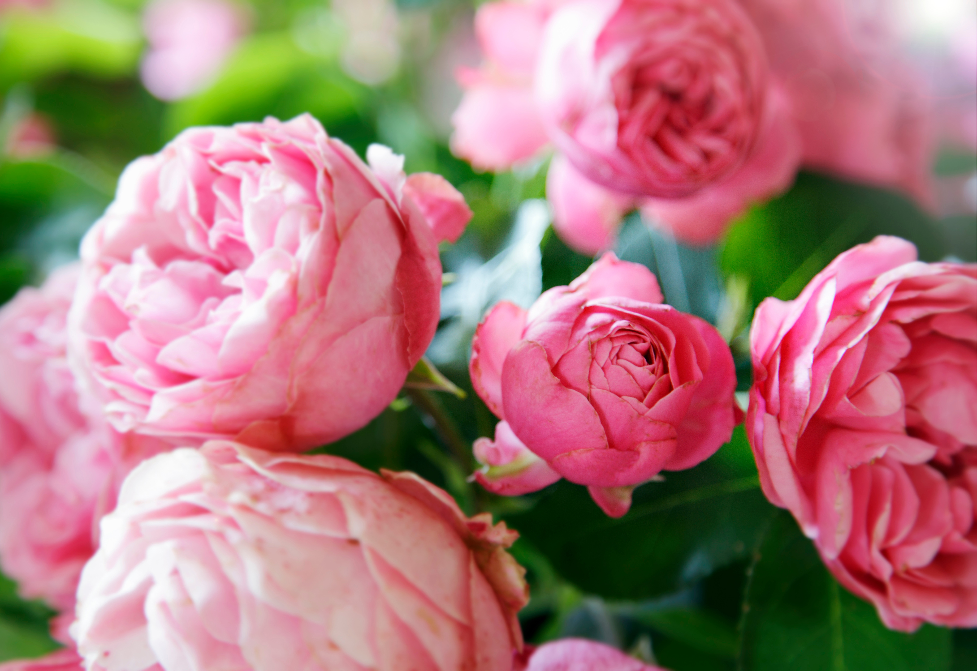 curiosidades plantas peonía curiosidades plantas peonía