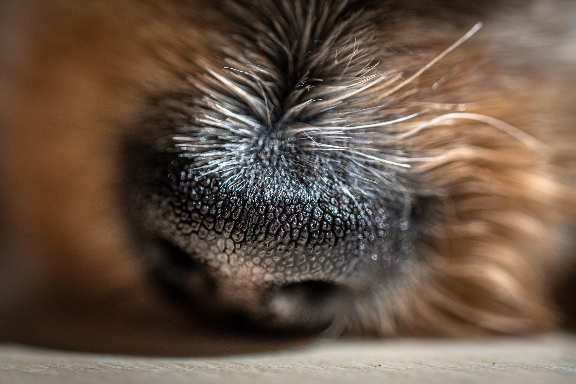 perros Afirman que los perros pueden detectar mejor la presencia del Covid-19 que las pruebas rápidas