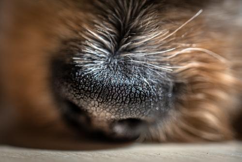 perros Afirman que los perros pueden detectar mejor la presencia del Covid 19 que las pruebas rápidas