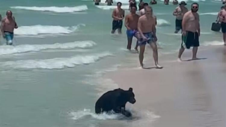 oso playa2 oso playa2