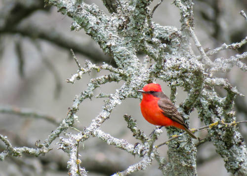 qué animal es capricornio qué animal es capricornio