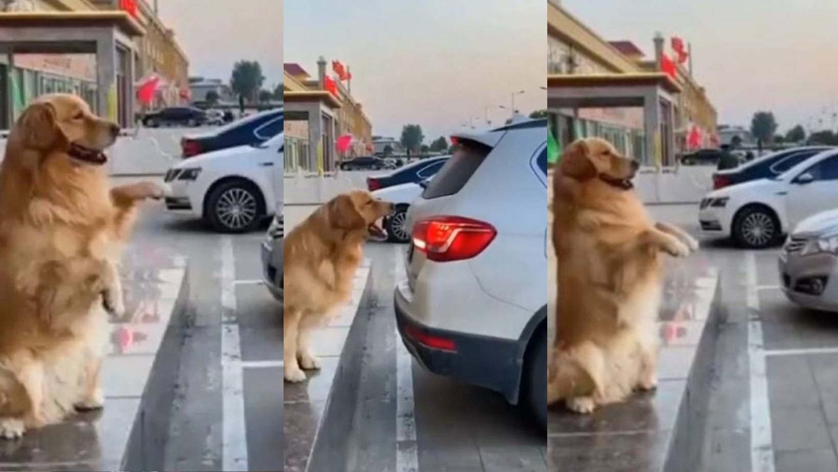 _portada bioguia (21) _portada bioguia (21)