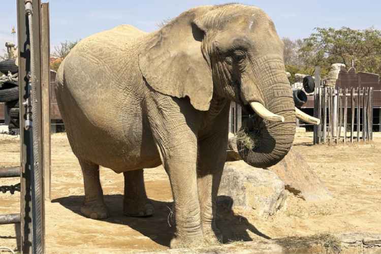 elefantas Zordan afirmó que al igual que las personas mayores, los animales ancianos requieren más cuidados: chequeos de salud regulares, tratamiento para la artritis, alimentos más suaves o suplementos nutricionales, espacios de vida adaptados y monitoreo de la salud mental y conductual.
