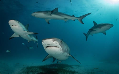 AdobeStock_310074095(1) AdobeStock_310074095(1)