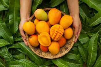 Semilla de mango