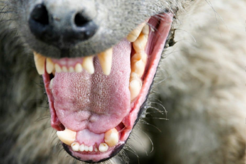 hiena Pachyaena fue descubierta inicialmente a partir de esqueletos y cráneos, especialmente de mandíbulas. (Foto: iStock.com/ACS15)