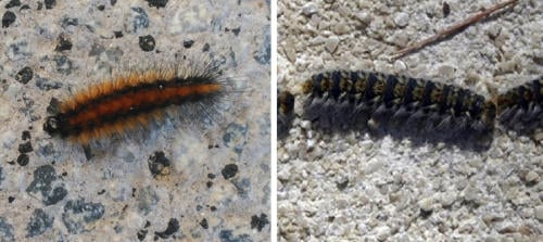 oruga prado procesionaria oruga prado procesionaria