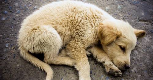 mujer encontro perro dormido mal