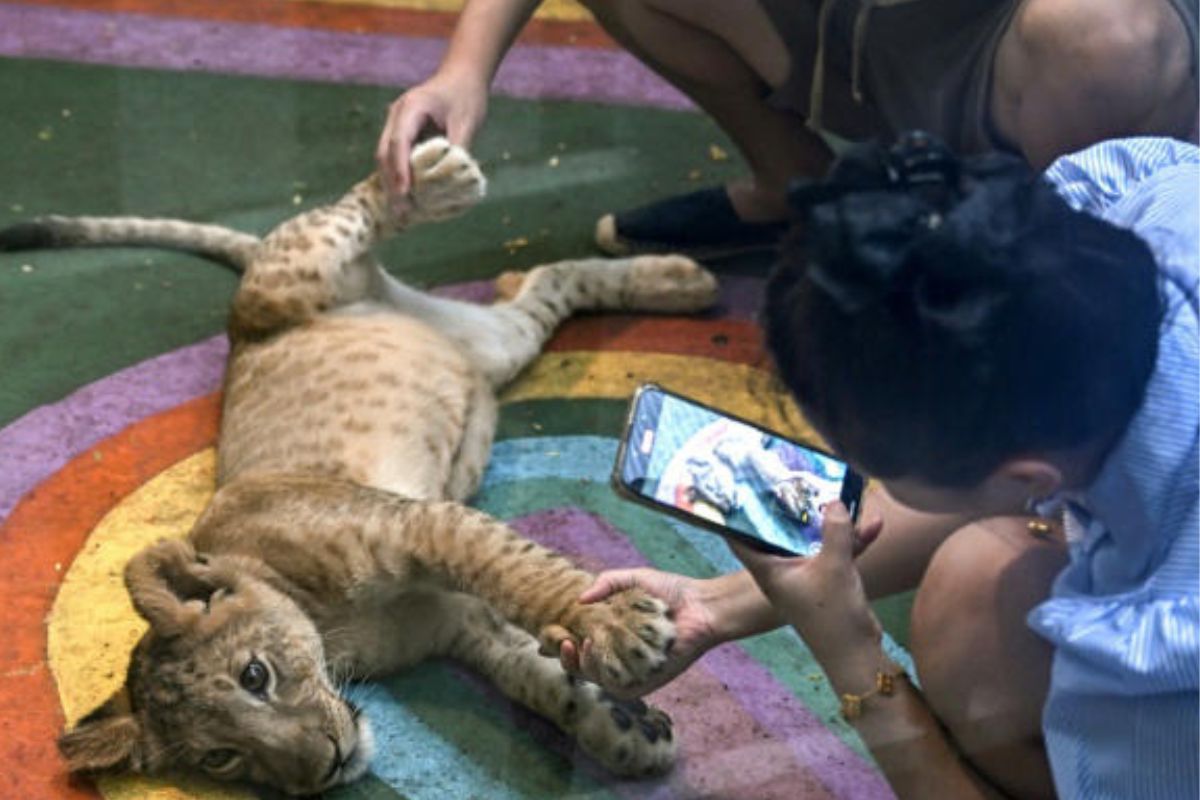 Turistas jugando con un cachorro de león en un café de Bangkok, Tailandia, el 5 de junio de 2025© Lillian SUWANRUMPHA 