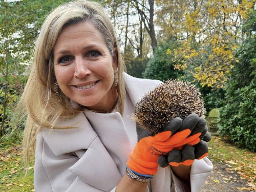 MAXIMA ERIZO MAXIMA ERIZO