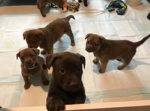 perrita mama2 perrita mama2