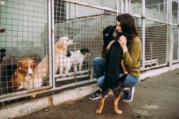 adoptar un perro adoptar un perro