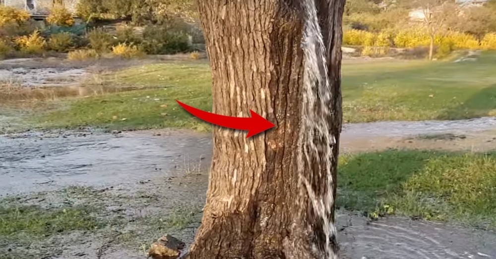 Este árbol que expulsa agua tiene a todos desconcertados | Bioguia