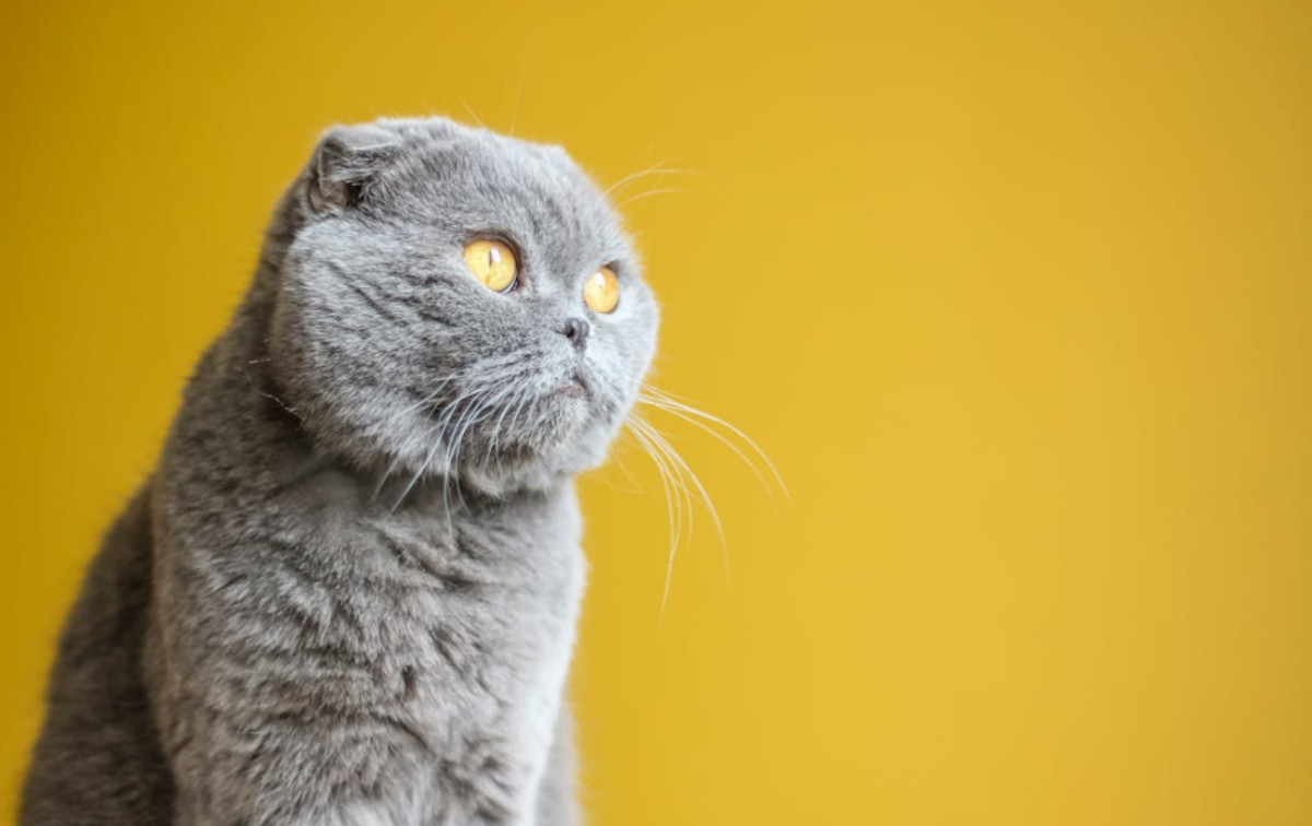 gato fold escocés gato fold escocés