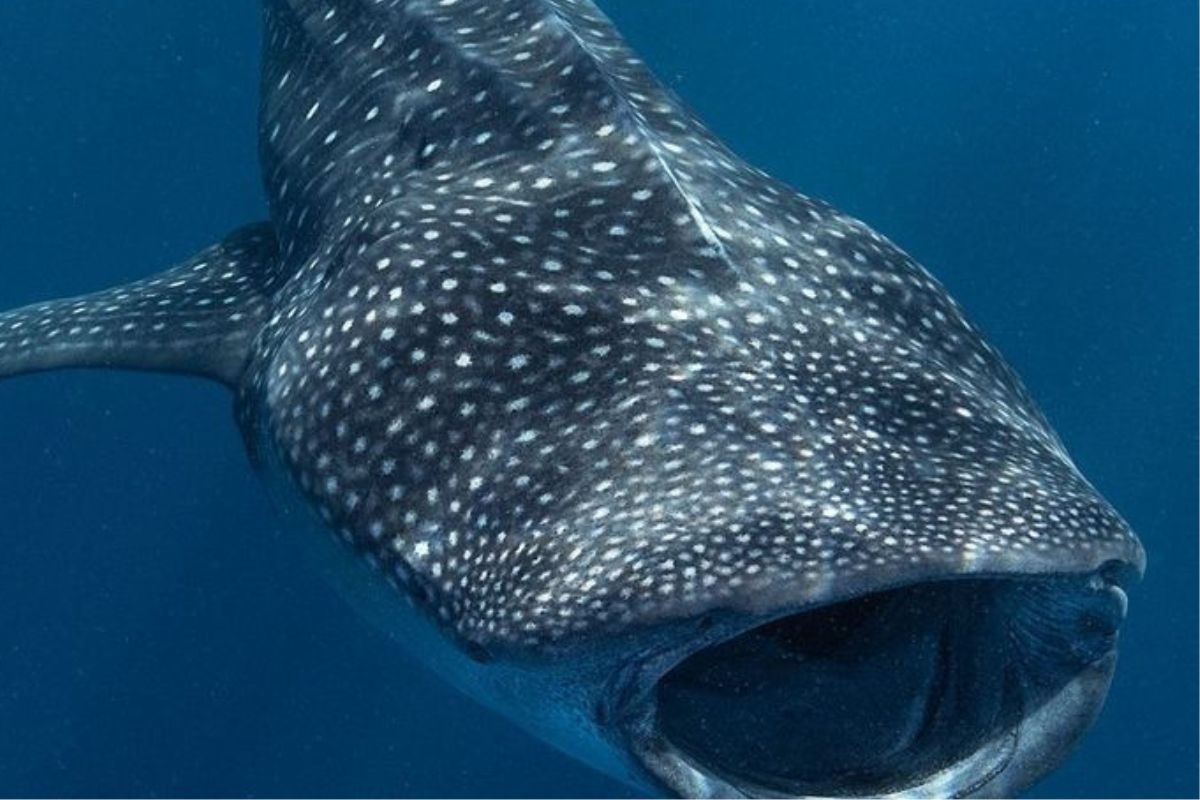 En medio de la crisis climática, el tiburón ballena —el pez más grande del planeta y una de las especies más emblemáticas de los océanos— está en peligro otra vez. (PINTEREST)