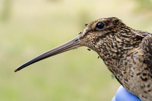 Becacina grande Victor Raimilla(3) Becacina grande Victor Raimilla(3)