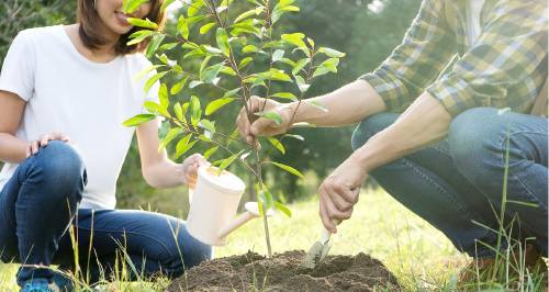 plantar arbol Plantar un árbol