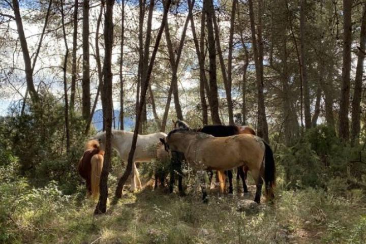 Caballos rescatados