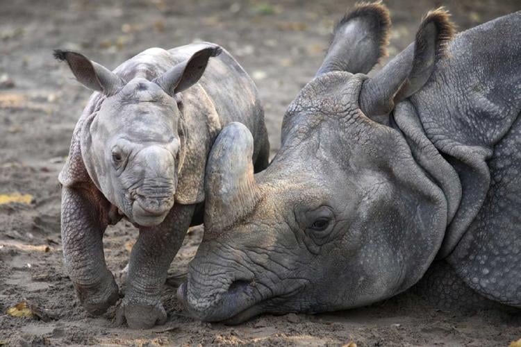 rionceronte indio cria2 rionceronte indio cria2