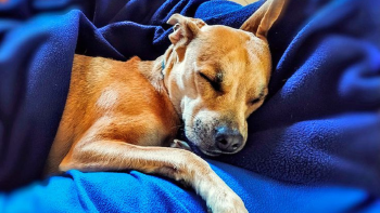 perro durmiendo Instinto: los perros dan vueltas antes de dormir debido a un comportamiento instintivo heredado de sus ancestros salvajes.  (Foto: Pinterest)