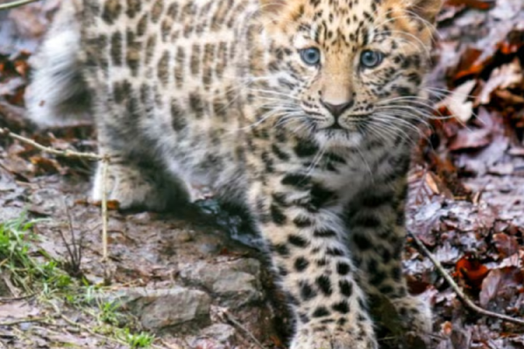 leopardo Este suceso representa un paso clave en los esfuerzos internacionales por preservar al animal. (Imagen: elcronista.com)