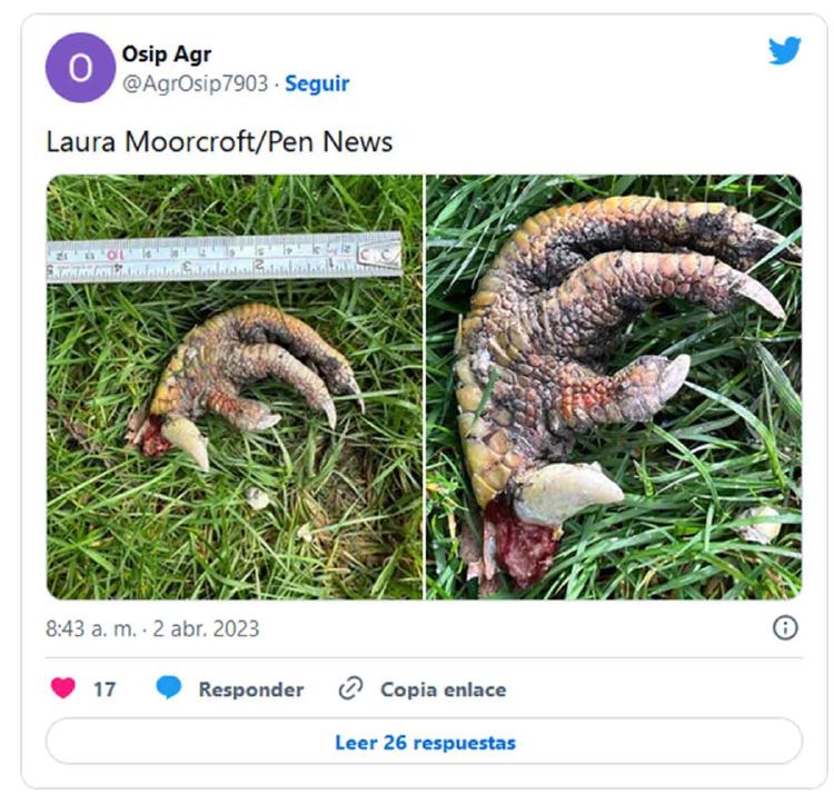 garra dinosaurio2 garra dinosaurio2