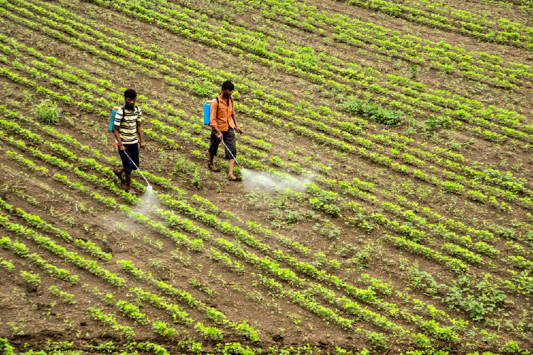 pesticidas pesticidas