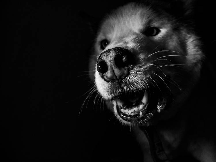 perro con fondo negro perro fondo negro boca abierta espiritus