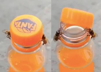 abejas abren botella fanta 768x554