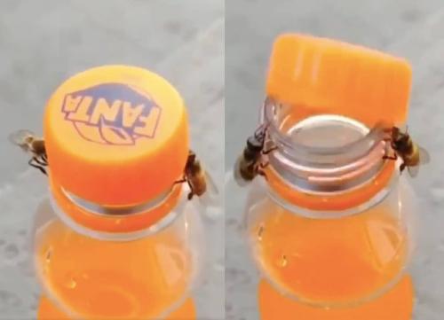 Increíble video muestra a dos abejas abriendo una botella de Fanta