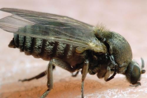 mosca negra Imagen: hablemosdeinsectos.com