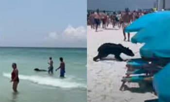 oso playa