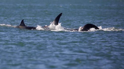 BALLENAS